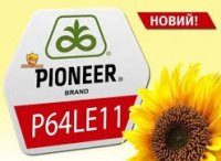 Насіння Соняшнику Піонер П64ЛЕ11 / Pioneer P64LE11