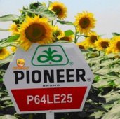Насіння Соняшнику Піонер П64ЛЕ25 / Pioneer P64LE25.