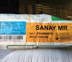 podsolnuh-sanay-mr