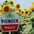 Семена подсолнуха Пионер П64ЛЕ25 / Pioneer P64LE25